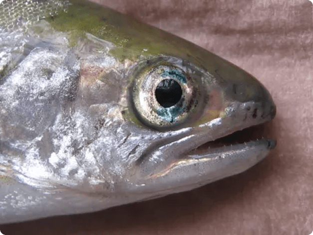Blue eye - characteristic of Aeromonas infection 