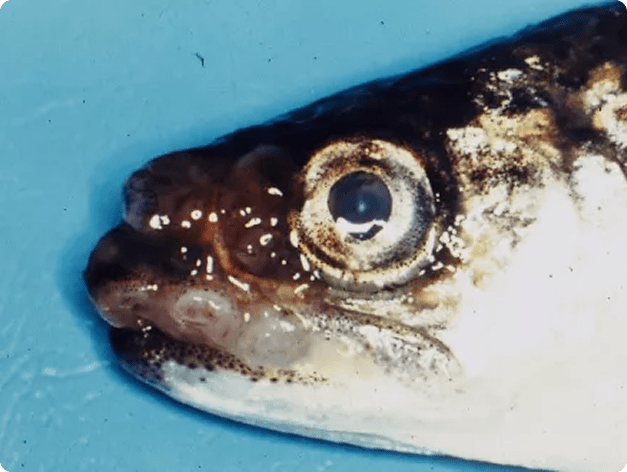Clinical Signs of Oncorhynchus Masou Virus (OMV)