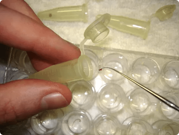 Tubifex Worm Being Placed into Tube for Myxobolus cerebralis Assay